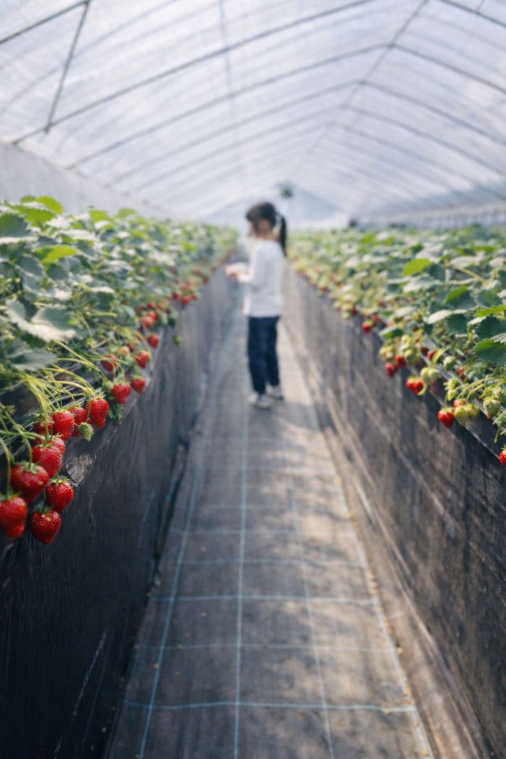 小学生くらいの子供が明日香村のハウスの中でいちご狩りをしている様子