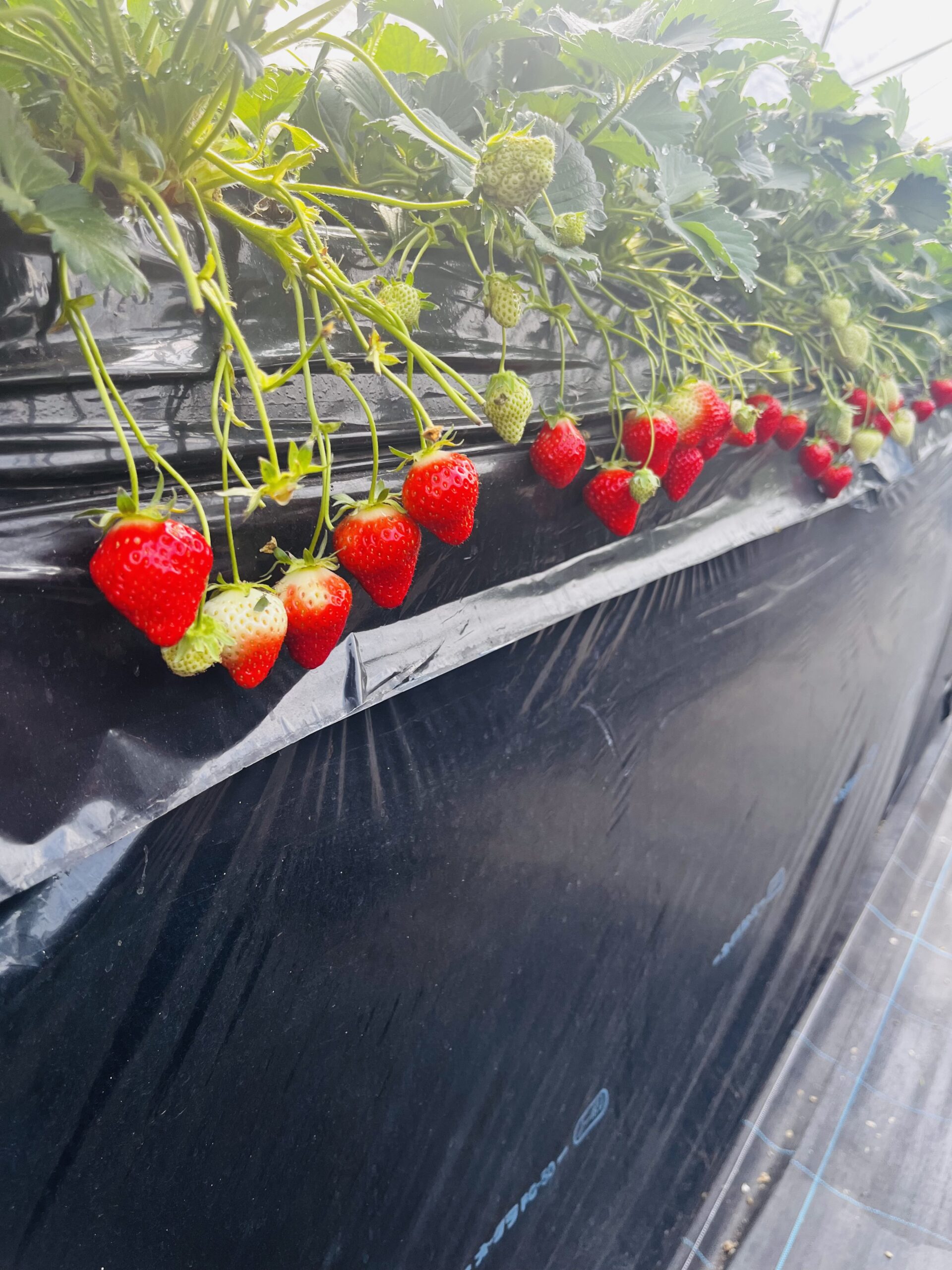 たくさんの美味しいいちごの写真：あすかルビー